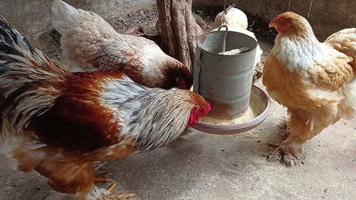 2 Leve 4 Ovos Raças Pura Variadas.compre E Escolha Ás Raças!