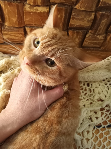 Gatito Macho Anaranjado Garfield