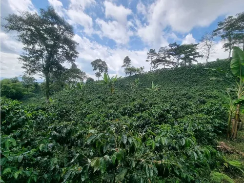 En Venta Finca Cafetera Certificada En Filandia Quindio