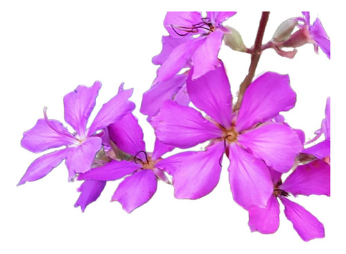 Tibochina, Planta De La Gloria, Tibuchina Tibouchina 10lts