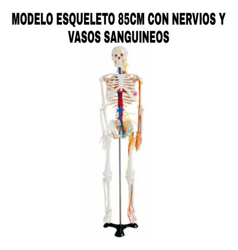 Modelo Anatomico Esqueleto 85cm Con Nervios Y Vasos Sanguine