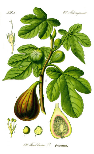 Extracto Hojas Higo Ficus Carica 100 Ml Plantasi