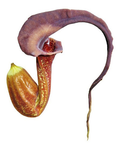 Sementes De Aristolochia Trilobata Angelicó Medicinal Flor