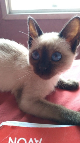 Imagen 3 de 5 de Gatitos Siamese