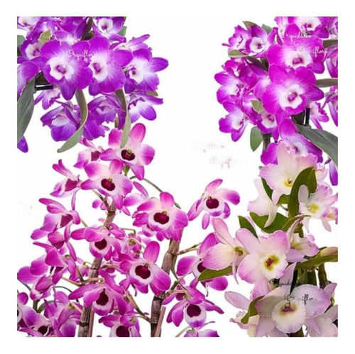 Kit 4 Orquídeas Dendrobium Plantas Adultas