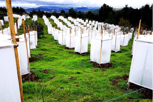 60 * 110cm Emoshayoga Cubiertas de Plantas de árboles Bolsa Protectora Cubiertas de protección contra heladas de Plantas Tela no Tejida para Patio