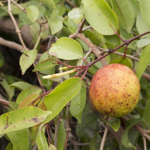 Kit 4 Pct Chá De Mangaba Folhas Mangabeira Hancornia Specios