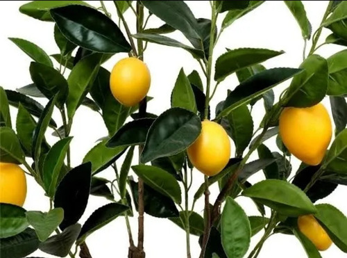 Planta De Limones Artificial Con Maceta