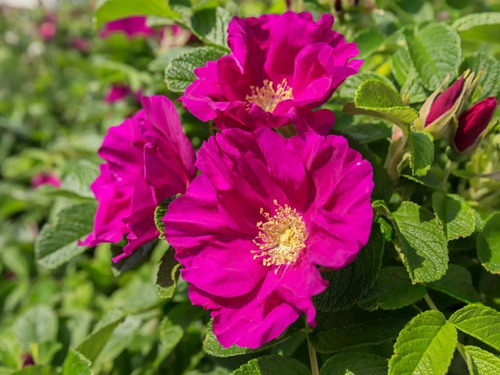20 Semillas De Rosal Japones Rosa Rugosa Nuevas Selectas