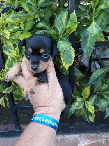 Imagen 1 de 2 de Cachorros Pincher Mini Mascotas Rionegro Medellín Bogota