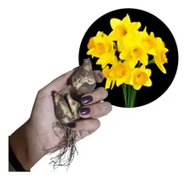 Comprar Bulbos Gigantes Narcisos De Corte  X 8  Bulbos-semillas