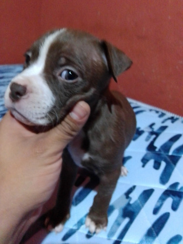 Perritos De Raza Pitbull Se Darán A 600 Cada Uno