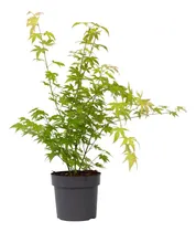 Comprar Acer Palmatum   Butterfly   ( Acer Palmatum  Mariposa )