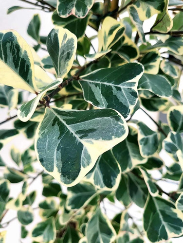 Ficus Triangularis Varíegado 1.50 M, Árbol Frondoso Ideal