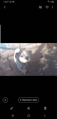 Vendo Perrita American Bully