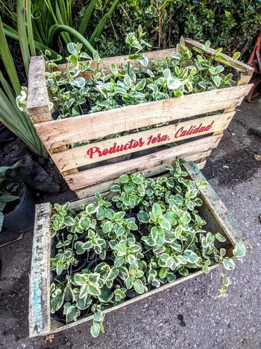 Promo Cajón 15 Vinca Major Variegada - Pleno Sol - M 12 Lila