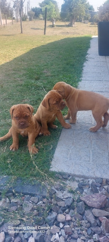 Imagen 4 de 5 de Cachorros Dogo De Burdeos
