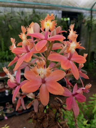 Orquídea Vanda Y Dos Epidendrum