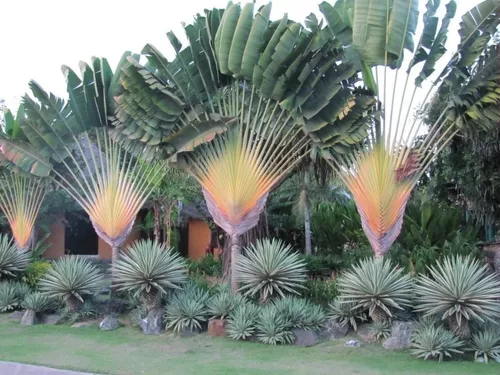 Palmeira Ravenala Ou Arvore Do Viajante mudas com 1 mt - Materiais de  construção e jardim - Jardim Atlântico, Goiânia 491416185