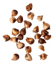 Comprar Bulbos Oxalis Trebol 4hojas Importado Holanda - Promo X5 