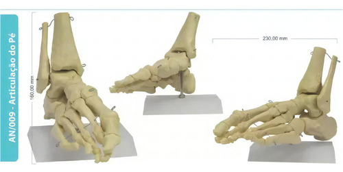 Anatomia Do Pé / Esqueleto Do Pé / Anatomia Humana