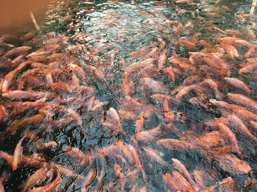 Imagen 6 de 6 de Alevines En Venta Tilapias Rojas Y Gris