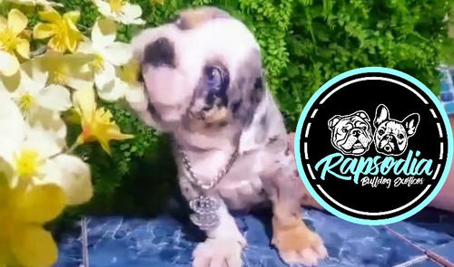 Bulldog Inglés Exótico Black Tri Merle Servicio De Stud