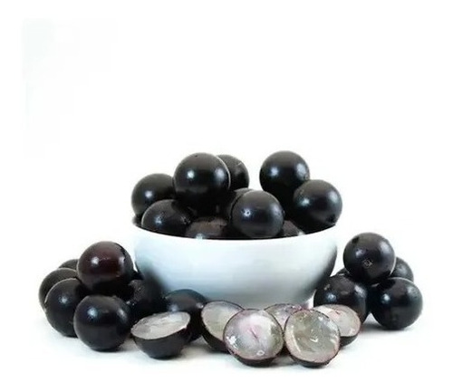 Muda Jabuticaba Olho De Boi ( Em Ciclo Produtivo )