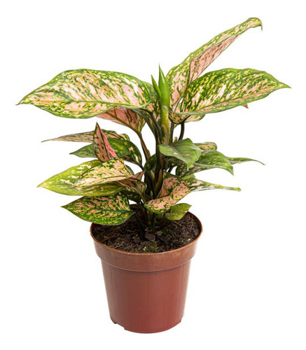 Aglaonema Pink Dalmatian P12