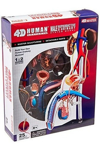 4d-vision Modelo De Anatomía Reproductiva