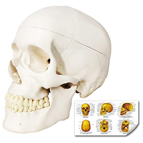 Modelo De Cráneo, Modelo De Anatomía Del Cráneo Huma...