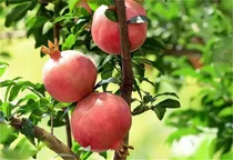 Comprar Semillas De Planta De Jardin Semillas De Granada Mas De 20 S