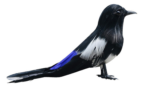Taxidermia Realista Urraca