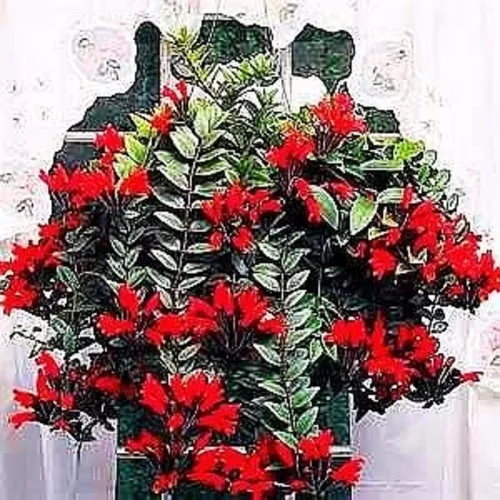 Columéia Ou Planta Batom - Aeschynanthus Radicans Cuia