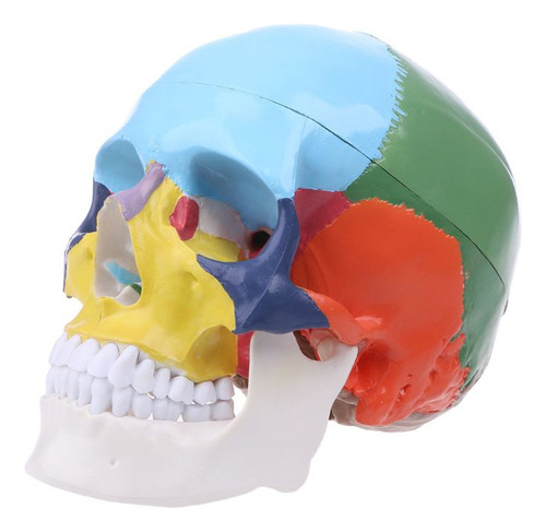 Tamaño: Colorido Modelo De Cráneo Humano, Anatomía Anatómica
