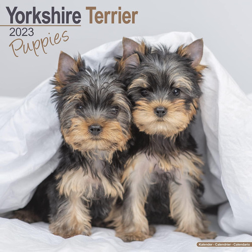 Libro: Yorkshire Terrier Puppies Calendar - Yorkie - Yorky -