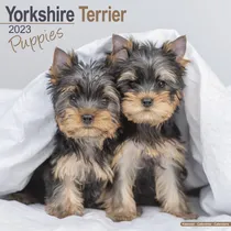 Comprar Libro: Calendario De Cachorros De Yorkshire Terrier Yorkie Y