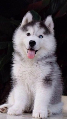 Filhotes De Husky Siberiano 