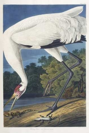 Aves - Grulla - John James Audubon 1836 - Lámina 45x30 Cm.