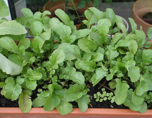 Imagem 6 de 8 de Rucula Cultivada Baby Leaf Hortaliças Ervas Sementes P/mudas