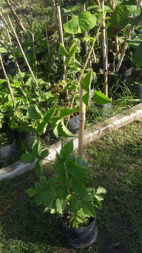 Planta De Frambuesa Adulta - Excelente -vivero Hab. X Senasa