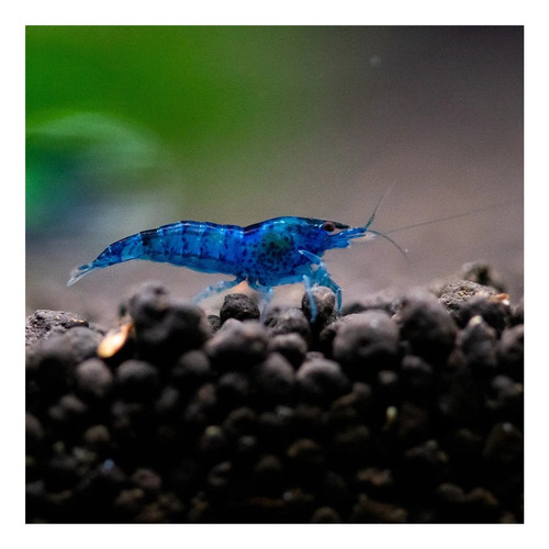 Gambas  Azul Neocaridinas 5 +1 De Regalo + Musgo De Java 