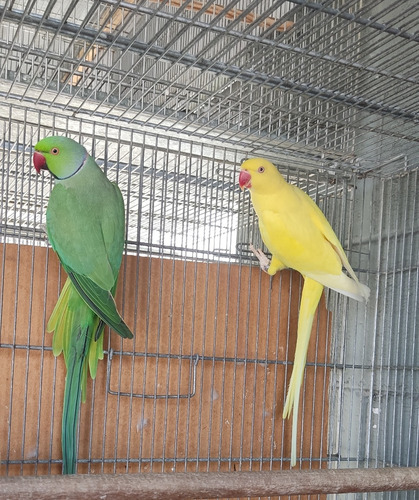 Ring Neck Verde Filhote Arisco (Usado)