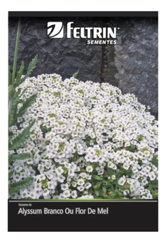 Sementes De Alyssum Branco Benthami Ou Flor De Mel