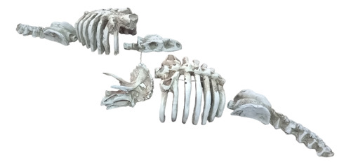 2 Figuras Resina Acuario Esqueleto Dinosaurio Chico 28x9cm