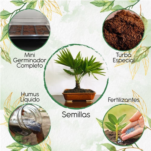 30 Semillas De Bonsái Palma Abanico + Kit Germinación Espec