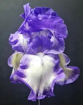 Comprar 1 Rizoma De Lirios Barbados O Iris Germanica Stepping Out