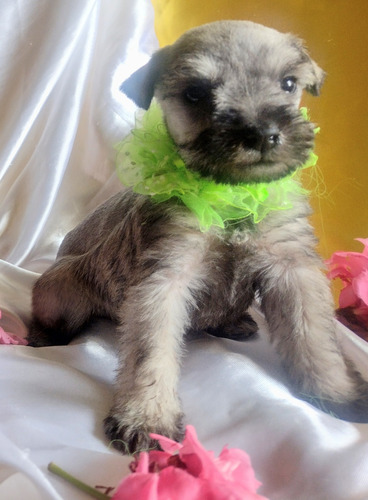 Schnauzer Cachorras 