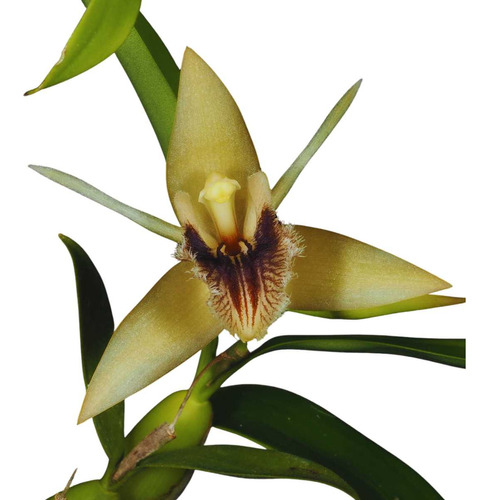 Mini Orquídea Coelogyne Ovalis Miniatum Planta Adulta Rara