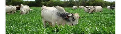 Brachiaria Brizantha Mg-5 Vitoria - 1 kg de semillas